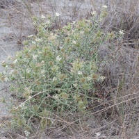 echinophora_spinosa3md (Echinophora spinosa)