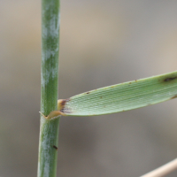 elytrigia_repens_repens2md (Elytrigia repens ssp. repens)