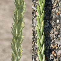 elytrigia_x_laxa2md (Elytrigia x laxa)