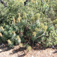 Euphorbia characias (Euphorbe characias)