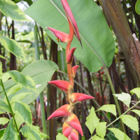 heliconia_collinsiana2md