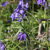 Hyacinthoides non-scripta (Jacinthe des bois)