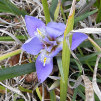 iris_unguicularis2md