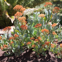 kalanchoe_dinklagei1md