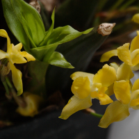 Lycaste_campbellii