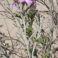 Malcolmia littorea (Malcomie des côtes)