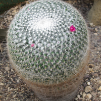 Mammillaria hahniana (Mammillaire tête-de-vieillard)