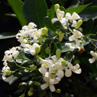 Murraya paniculata (Buis de Chine, Bois jasmin)