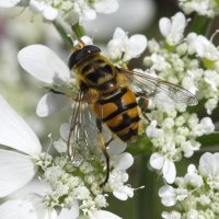 Myathropa florea (Syrphe)