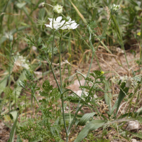 Orlaya grandiflora (Caucalis à grandes fleurs, Orlaya à grandes fleurs)