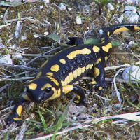 Salamandra maculata (Salamandre tachetée)