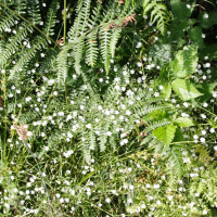 Stellaria graminea (Stellaire à feuilles de graminée)