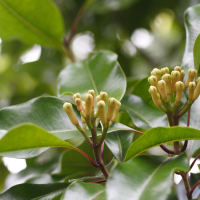 Syzygium aromaticum (Giroflier, Clou de girofle)
