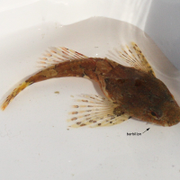 Taurulus bubalis (Chabot de mer)