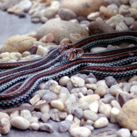 Thamnophis sirtalis (Serpent jarretière, couleuvre rayée)