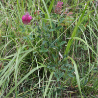 Trifolium rubens (Trèfle rouge, Trèfle rougeâtre)