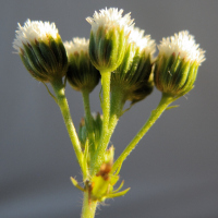 ageratina_riparia6md (Ageratina riparia)