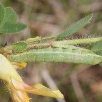 agrochola_lychnidis_ch2md (Agrochola lychnidis)