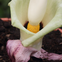 amorphophallus_prainii2md (Amorphophallus prainii)