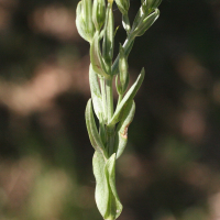 centaurium_erythraea7amd (Centaurium erythraea)