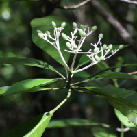 chassalia_corallioides4md (Chassalia corallioides)