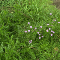 Cirsium arvense (Cirse des champs)