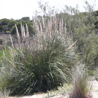 Cortaderia selloana (Herbe des pampas, Herbe de la pampa, Roseau à plumes)