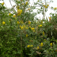 Cytisus battandieri (Cytise de Battandier, Genêt ananas)