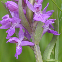 Dactylorhiza_praetermissa (Dactylorhiza praetermissa)