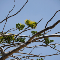 Delonix floribunda (Flamboyant jaune)