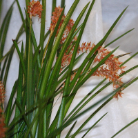 Dendrochilum_wenzelii (Dendrochilum wenzelii)