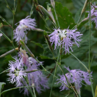 dianthus_superbus3bd (Dianthus superbus)