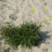 diplotaxis_tenuifolia1bmd (Diplotaxis tenuifolia)