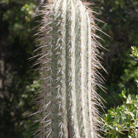 echinopsis_chilensis2md (Echinopsis chilensis)