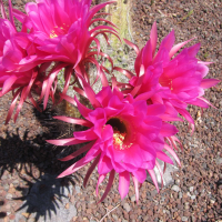 echinopsis_huascha2bd (Echinopsis huascha)