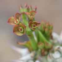 euphorbia_horombensis2bd (Euphorbia horombensis)