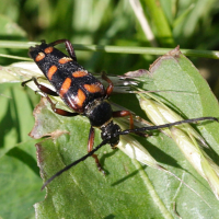 leptura_aurulenta3md