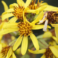 ligularia_sibirica4md