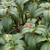 miconia_coriacea4md