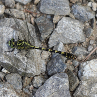 onychogomphus_forcipatus3bd