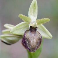 ophrys_arachnitiformis3md