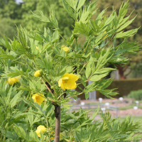 Paeonia ludlowii (Pivoine de Ludlow, Pivoine arbustive)