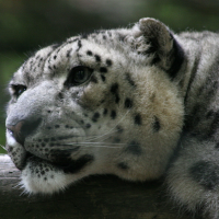 Panthera uncia (Panthère des neiges)
