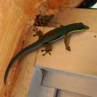 phelsuma_lineata2md