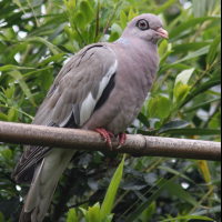 Patagioenas corensis (Pigeon à ailes blanches, Pigeon à oeil nu (Bare-eyed Pigeon), Pigeon jounud)