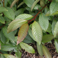 Salix_fargesii