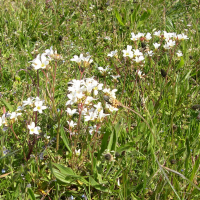 Saxifraga granulata (Casse-Pierre, Herbe-à-la-gravelle)
