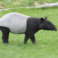 Tapirus indicus (Tapir de l'Inde)
