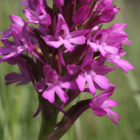 anacamptis_pyramidalis3md (Anacamptis pyramidalis)