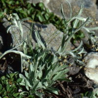 Artemisia genipi (Génépi)